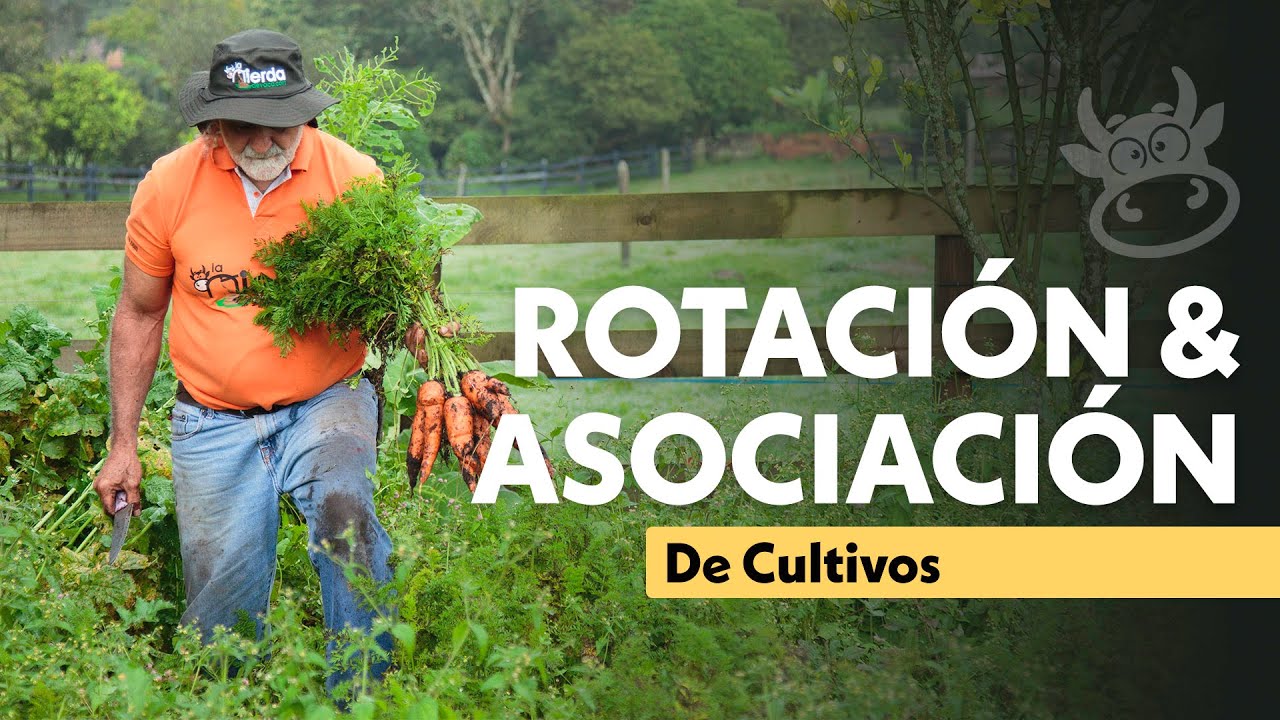 ASOCIACI&Oacute;N Y ROTACI&Oacute;N DE CULTVOS 🥬🐮 | Jairo Restrepo Rivera