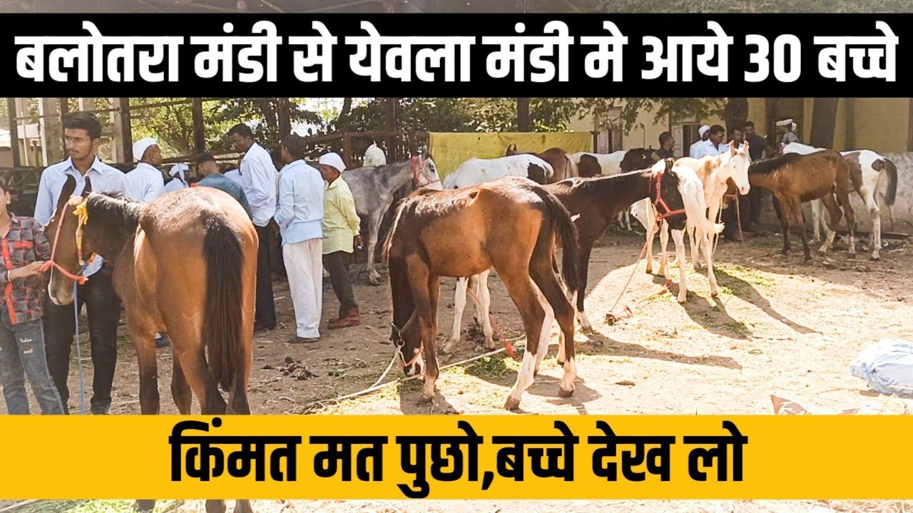 राजस्थान से आये येवला मंडी मे 30 बच्चे।।अच्छी नसल और अच्छी मार्किंग वाले मारवाडी बच्चे। Horse Market