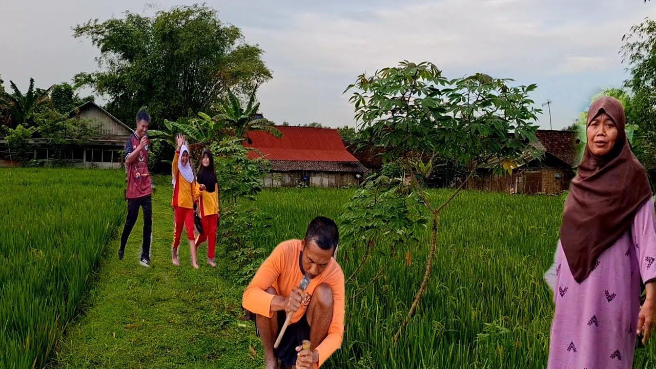 Bikin Betah‼️Suasana Pagi Di Desaku,Hujan Rintik-Rintik  Persawahan Yang Hijau Terasa Sejuk&Syadu