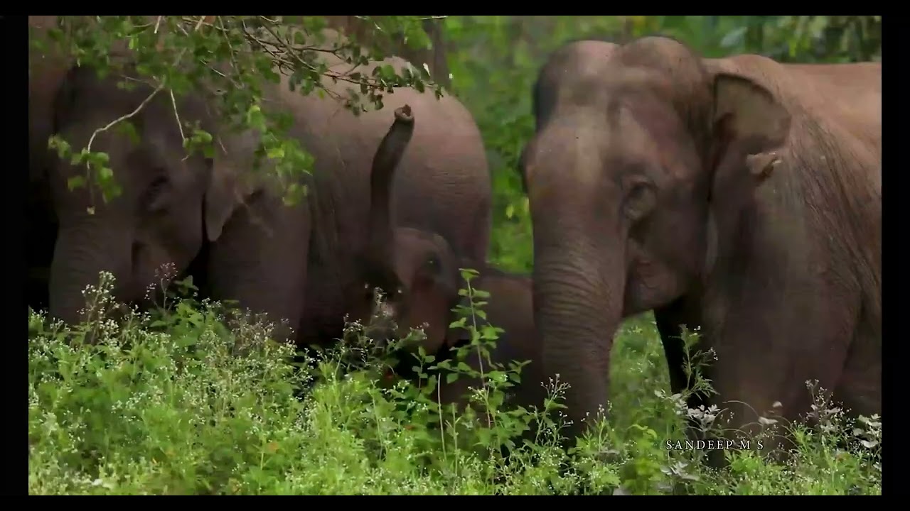 Human-elephant conflict | Wildlife Documentary | Elephant Migration | Elephant Protection | Bandipur