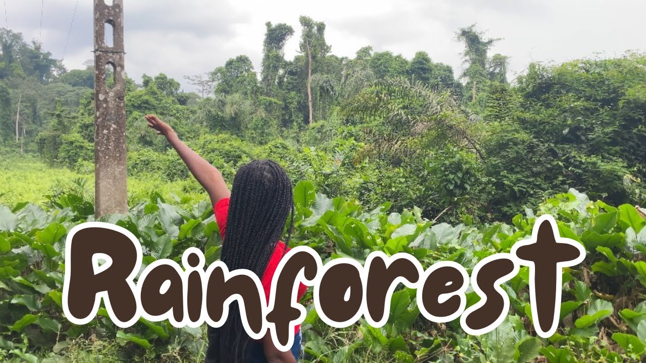 Biggest rainforest in Abidjan, Ivory Coast 🇨🇮 