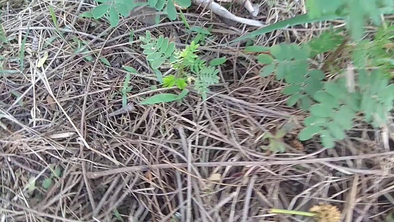 subabul plant grow in Hindi,subabul tree farming,gardener dost,subabul tree farming in hindi,