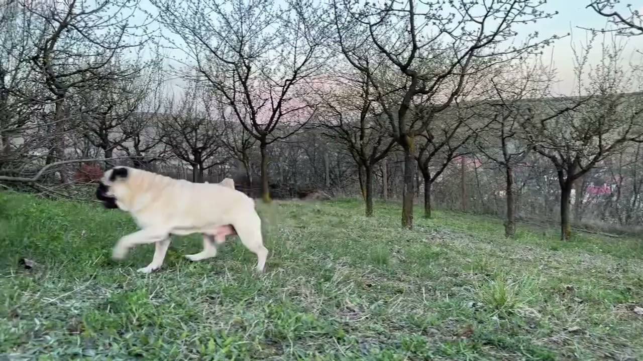 Pugs barking