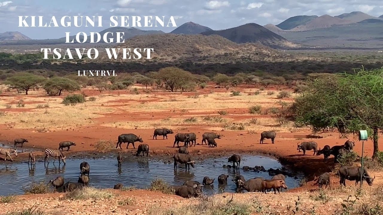 Kilaguni Serena Lodge Review in Tsavo West Park - Amazing Game Viewing from Suite!