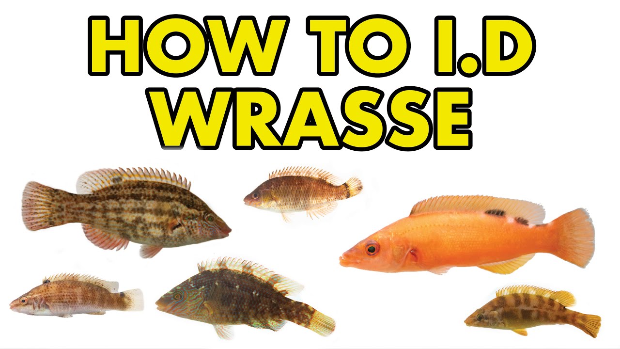 UK Wrasse: HOW TO I.D