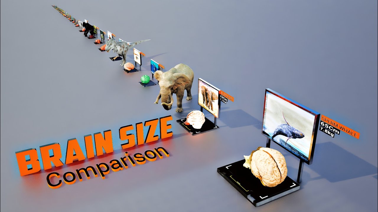 Human vs Animal Brain Size Comparison in 3D | Real Size