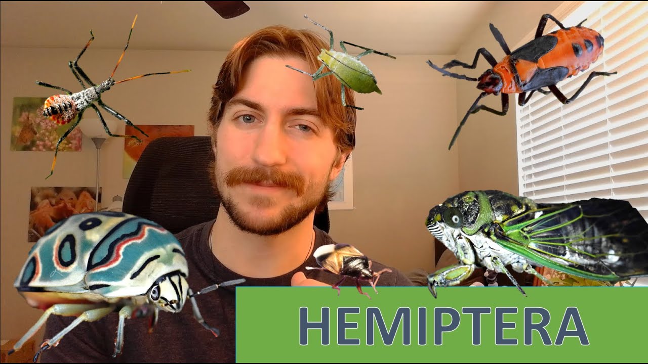 Hemiptera: The True Bugs - Order Spotlight