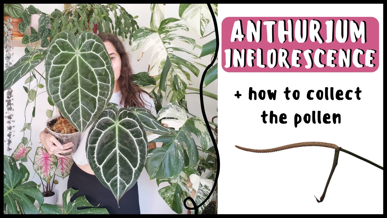 ANTHURIUM INFLORESCENCE EXPLAINED + How To Collect The Pollen
