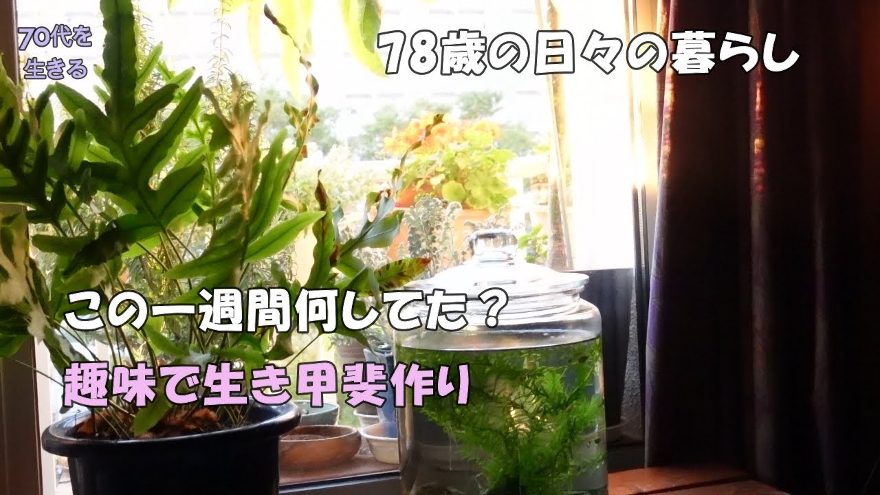 【70代を生きるNo.249】生き甲斐づくり；趣味があれば節約は楽しい。昔の絵画を再開。今日のおやつ「ピーナッツと胡麻の大学芋」