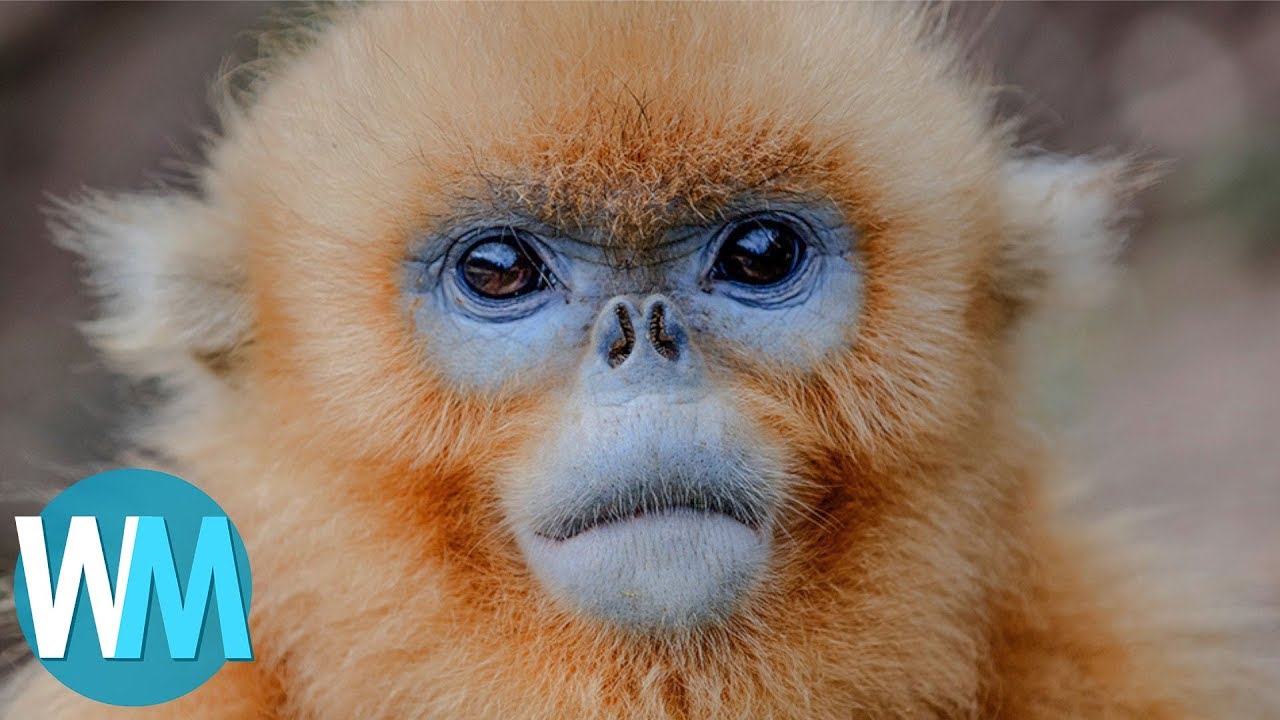 Top 10 Animals You’ve Never Heard Of