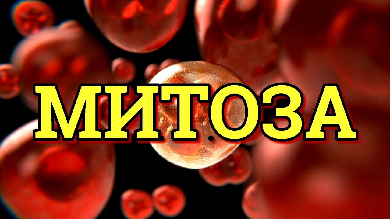 КАКО ТЕЛОТО РАСТЕ, СЕ РАЗВИВА И ОБНОВУВА? МИТОЗА (БИОЛОГИЈА IV)