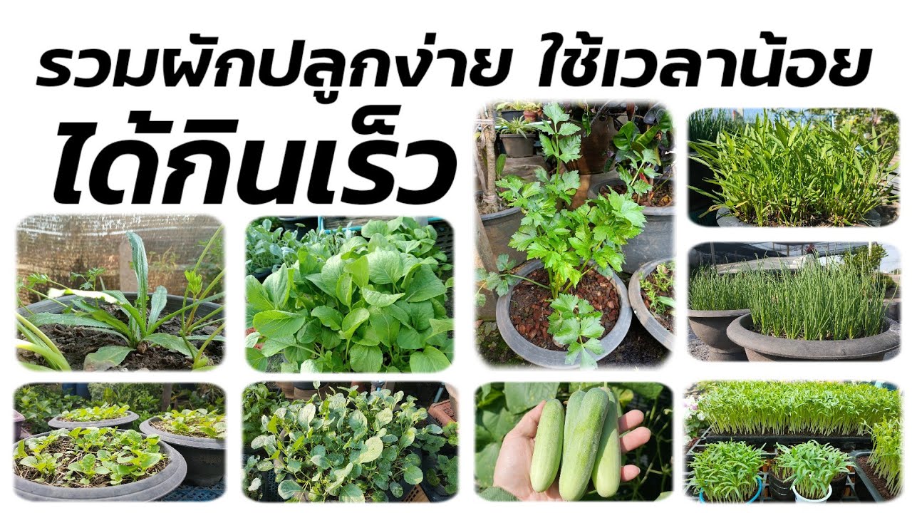 รวมผักปลูกง่าย ใช้เวลาน้อย เก็บกินได้เร็ว