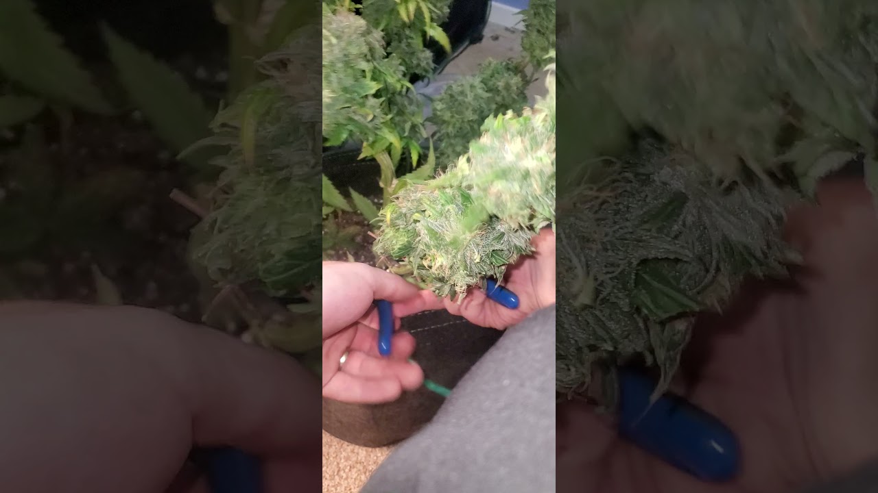 Northern lights autoflower week 10 harvest day