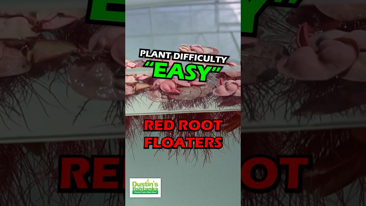 RED ROOT FLOATER (WOW FLOATING PLANT) PHYLLANTHUS FLUITANS