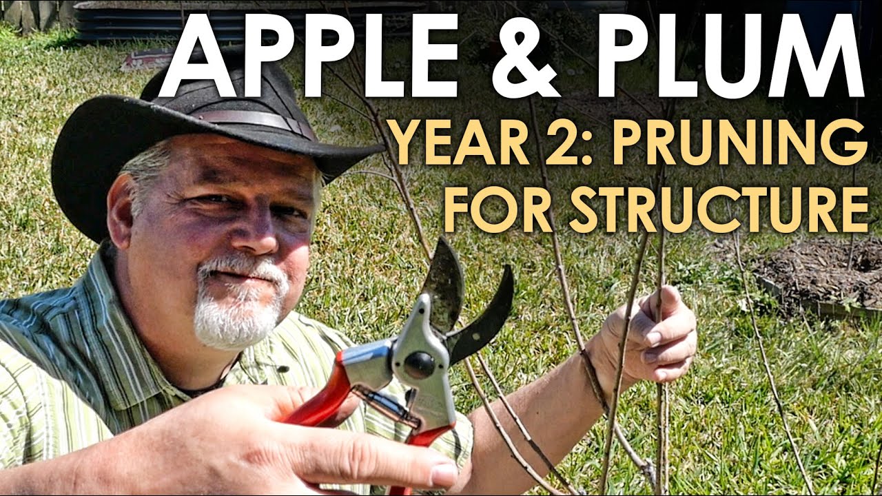 Second Year Pruning for Apples and Plums - Backyard Orchard Culture || Black Gumbo