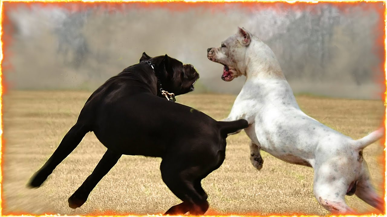 Cane Corso VS Dogo Argentino