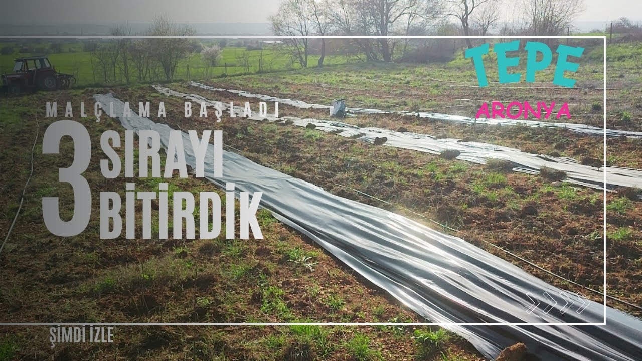 Aronya fidan Malçlama işlemi