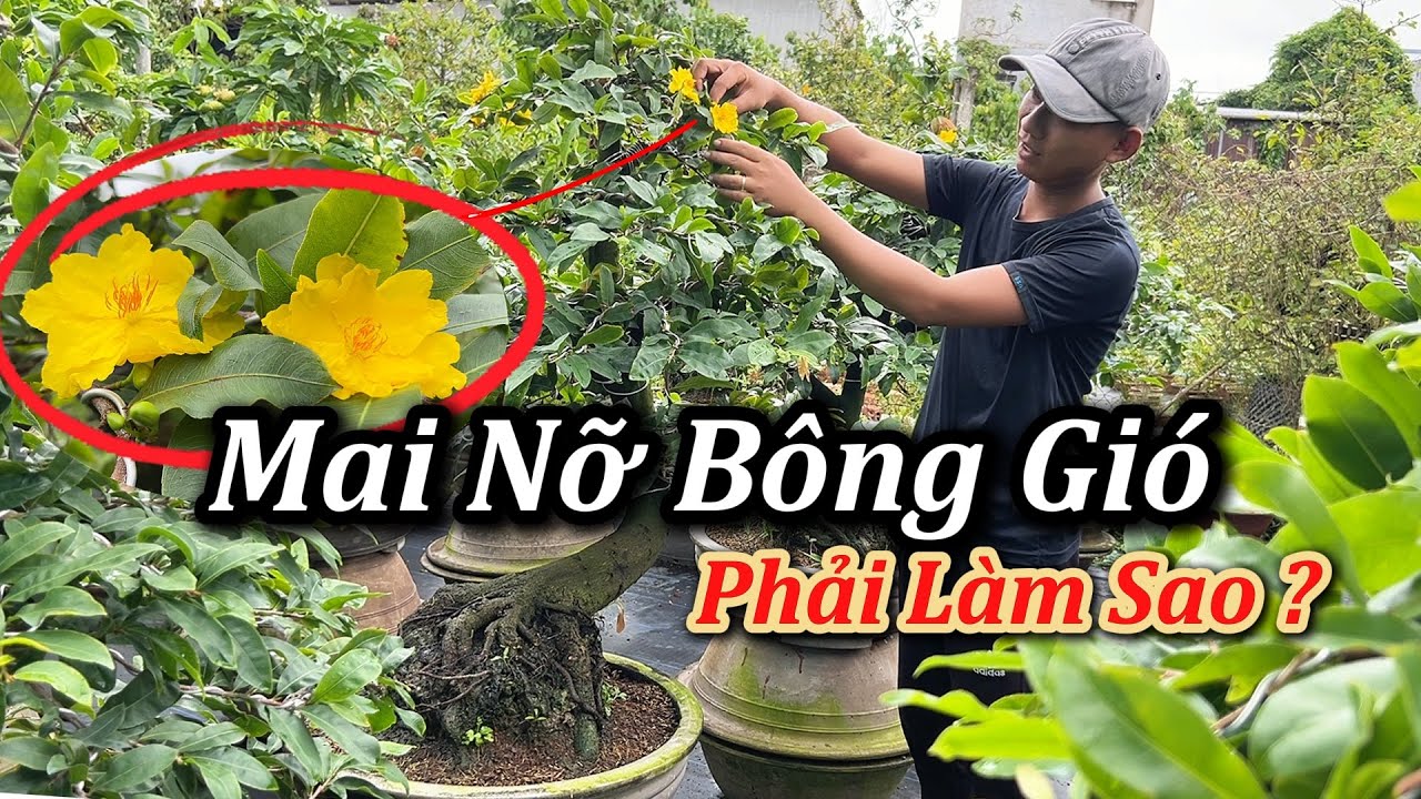 Xử L&yacute; Mai V&agrave;ng Nỡ B&ocirc;ng Gi&oacute; - Chăm S&oacute;c Mai V&agrave;ng - Mai V&agrave;ng Duy Hiếu
