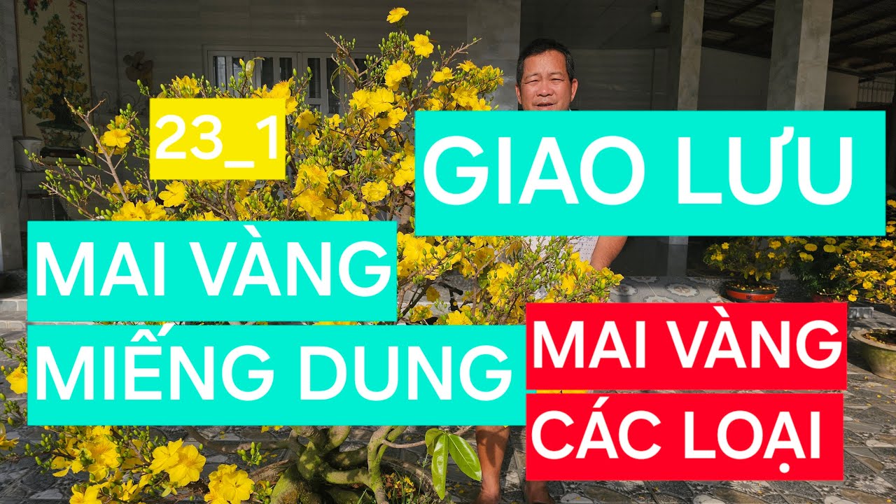 0366 048 123 MAI VÀNG MIẾNG DUNG GIAO LƯU MAI VÀNG CHƠI TẾT