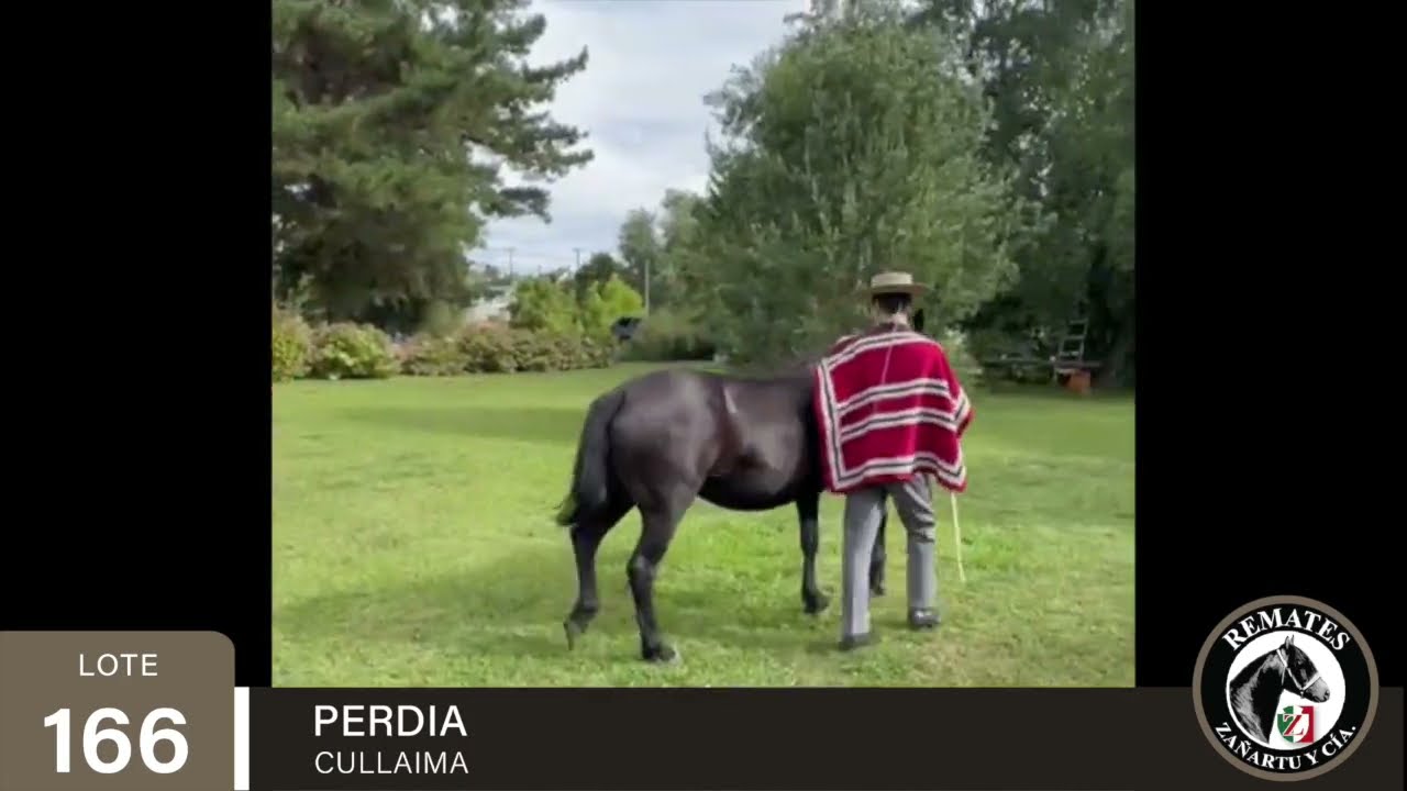 166 PERDIA Criadero SAN MIGUEL y DON HORACIO