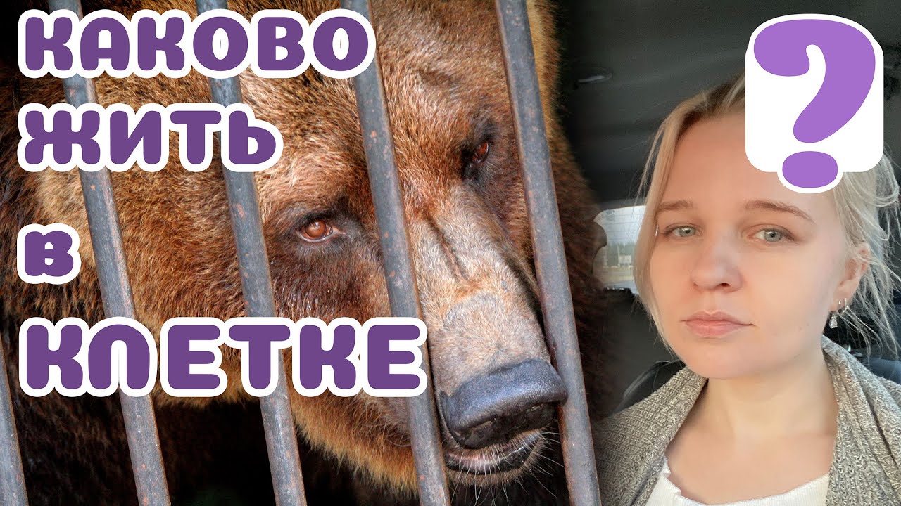 Плохо ли животным жить в клетке?? Что нужно знать, прежде чем кого-либо 