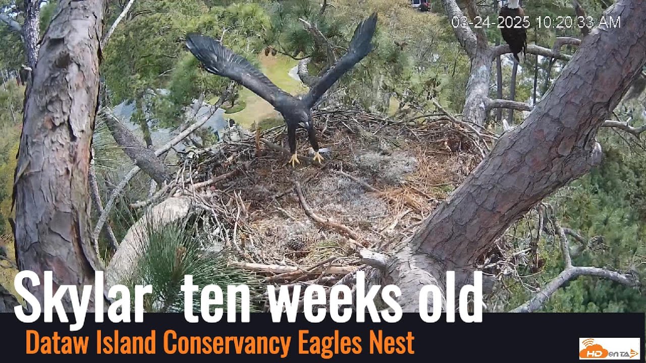 Dataw Island Eagles Nest - Skylar 10 Weeks Old