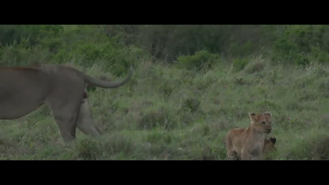 Kaleo's cubs (both males) with Topi Boy Moja Moja