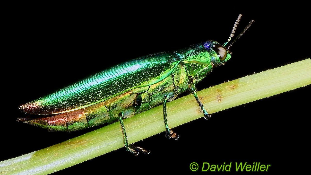 Is That An Iridescent Jewel Beetle?