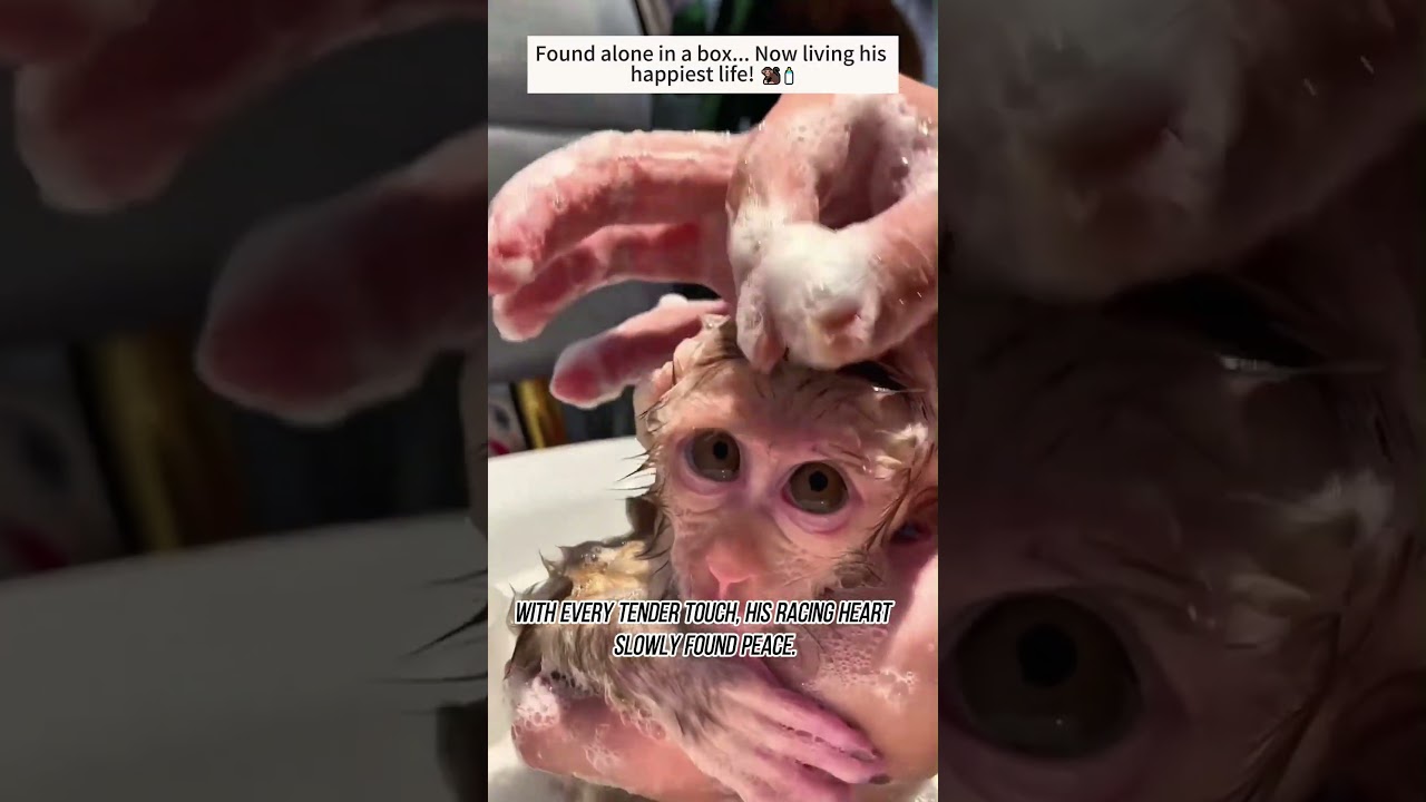 Rescue This Sweet Baby Monkey Before Another Lonely Night Steals Its Innocent Smile