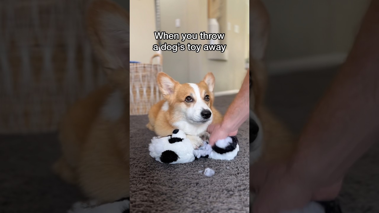 Throwing a dog&rsquo;s toy away