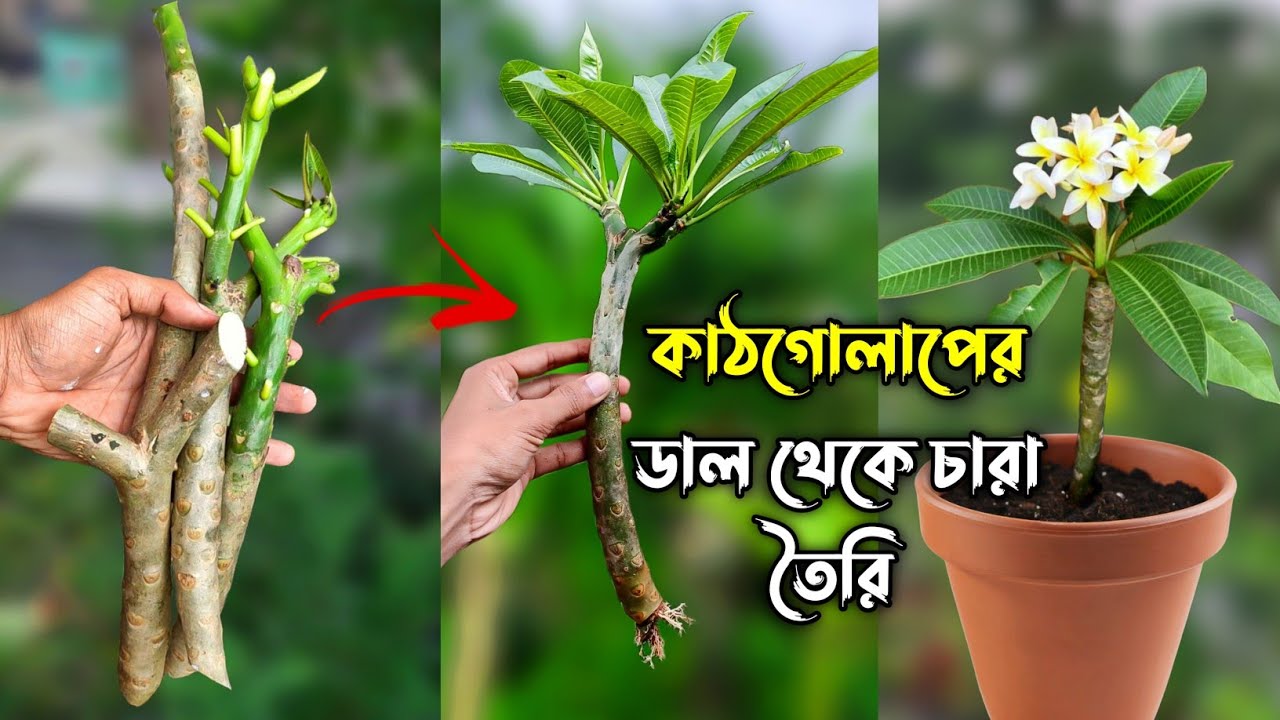 কাঠগোলাপ গাছের ডাল থেকে চারা তৈরি করুন খুব সহজে | কাঠগোলাপ গাছ - Plumeria