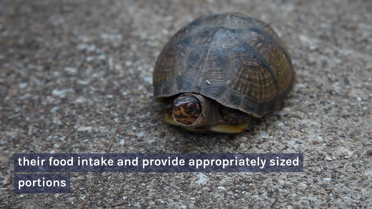 What Do Box Turtles Eat? Here Is What You Need To Know