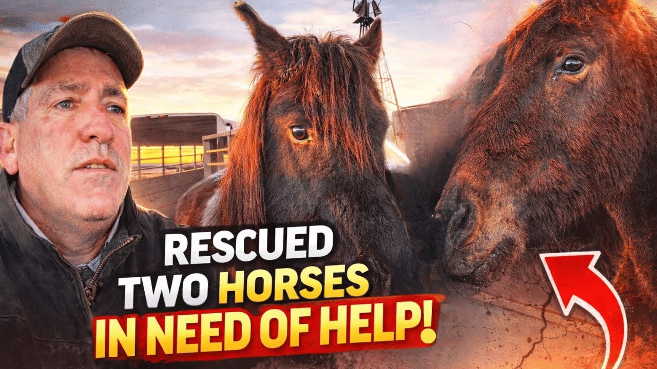 Спасение двух нуждающихся в помощи лошадей 🐴 | Трогательная миссия по спасению лошадей