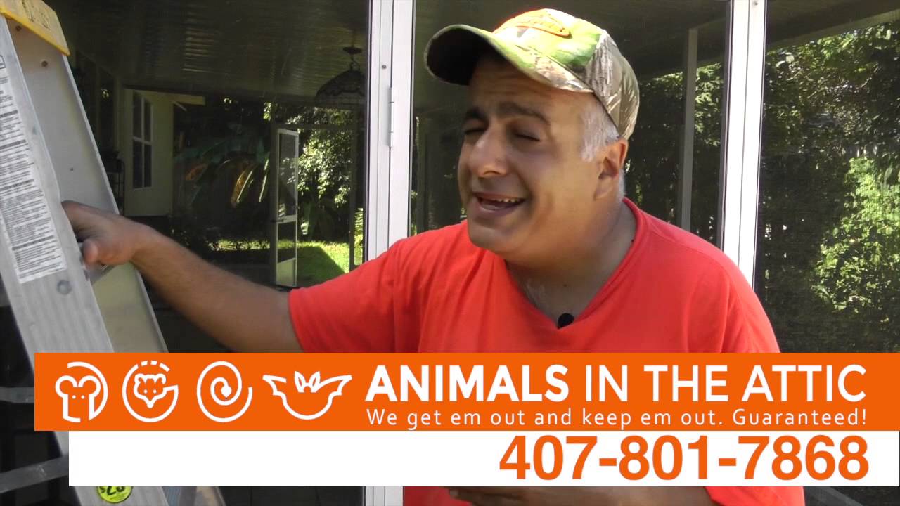 Removing Rats and Rat Entry Points, Rat Exterminator, Orlando, FL