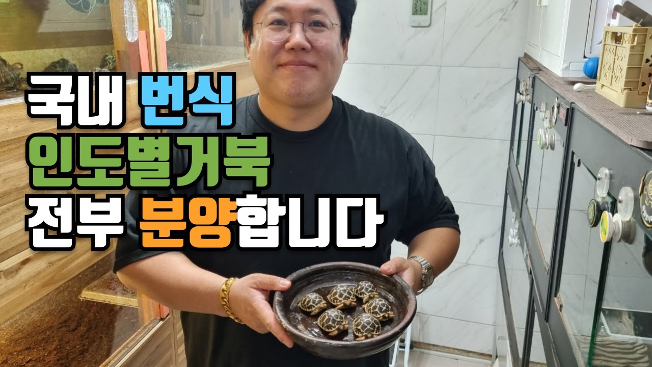 가장 예쁜 육지거북 인도별거북 국내에서 태어났습니다.전부 분양 합니다
