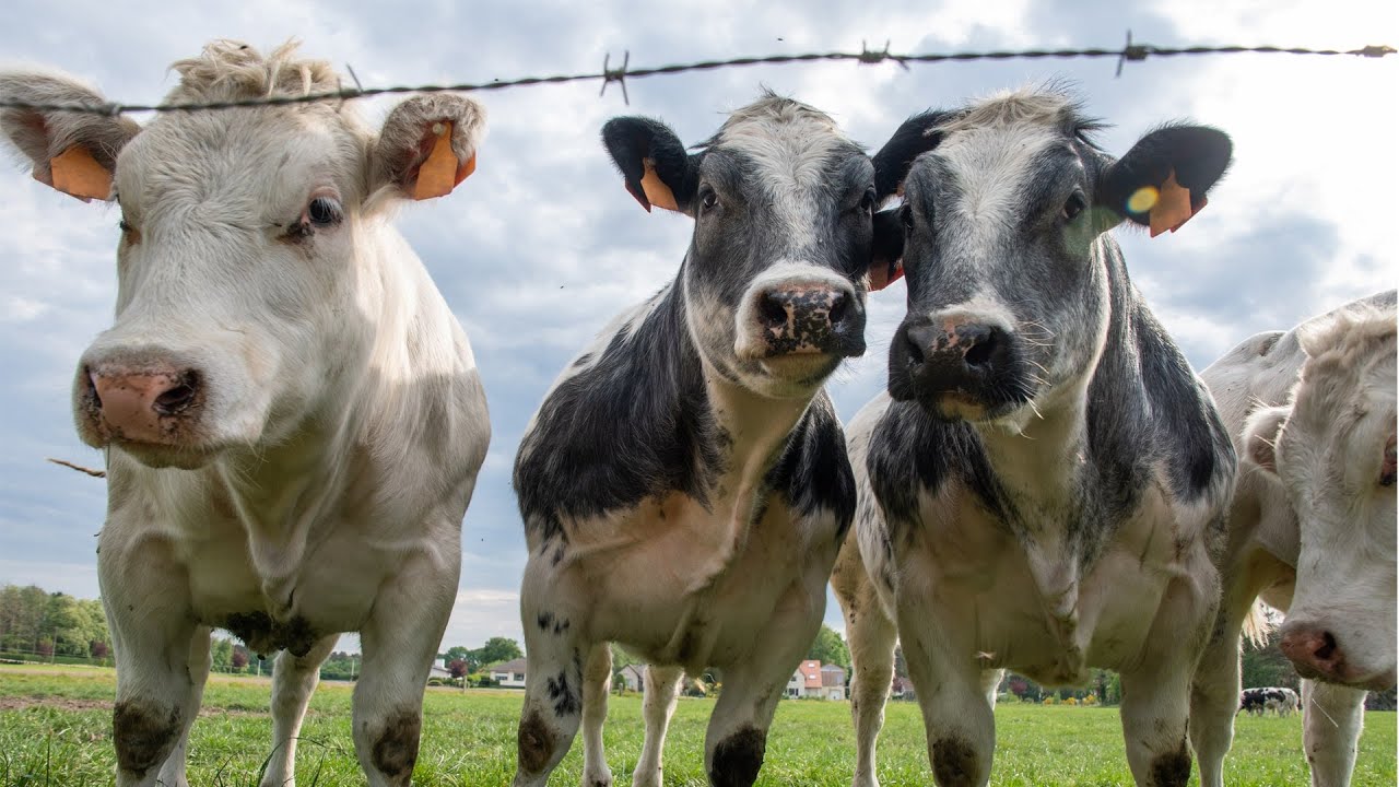 La biosécurité animale : pourquoi et comment la mettre en œuvre ?