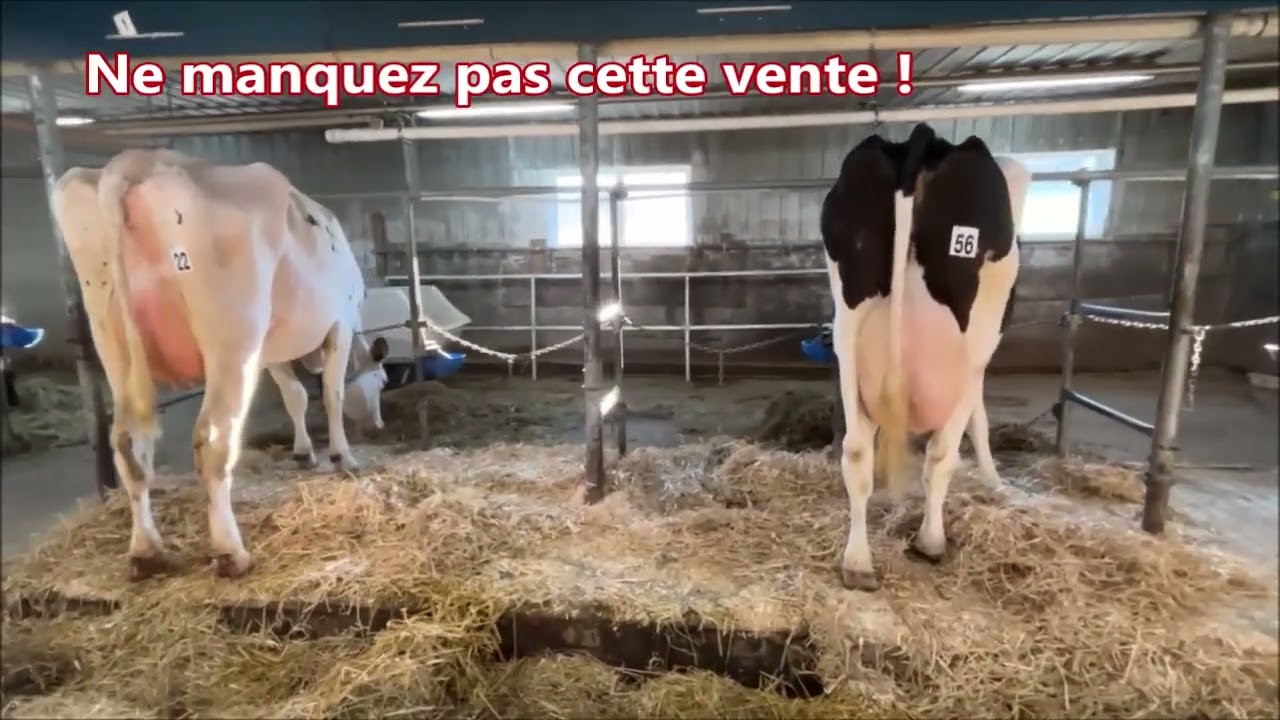 Vidéo  Encan Production Plus Holstein🤩 ce vendredi 17 nov. midi à St-Elzéar, Bce 🔥 www.selectgene.ca
