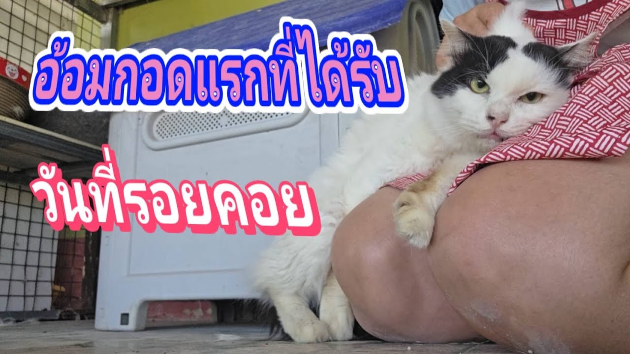 อ้อมกอดแรกที่ได้รับ วันที่รอคอย20.ก.พ.69@stray_cats 