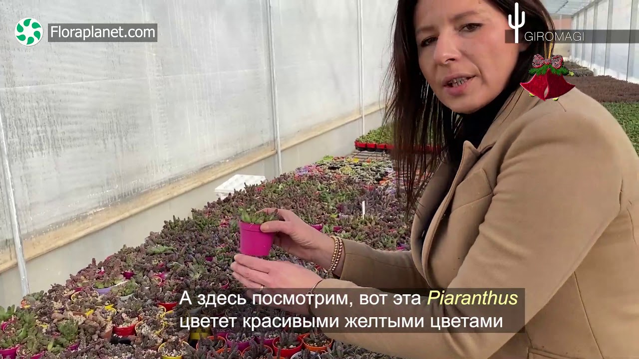 🌵GIROMAGI НАВСЕГДА - 4