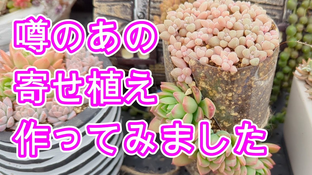 【多肉植物】【寄せ植え】初めてのタイプの寄せ植えに挑戦