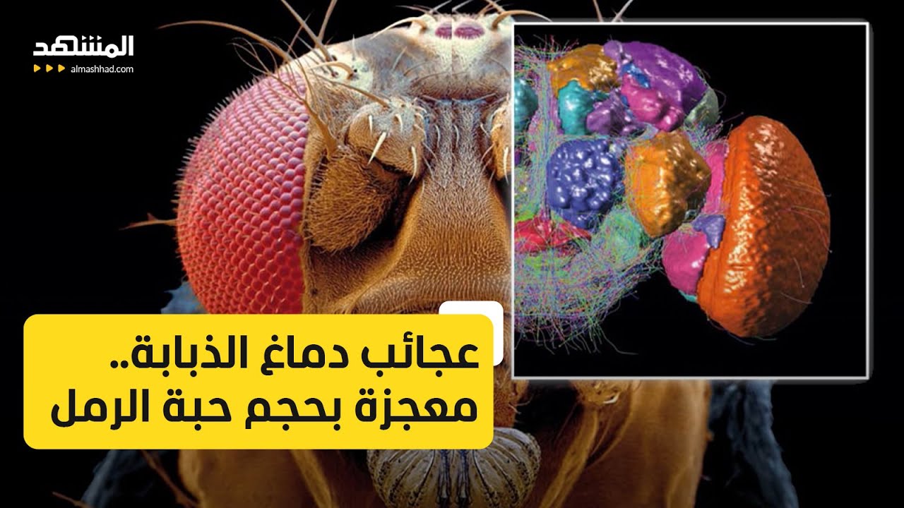 عجائب دماغ الذبابة.. معجزة بحجم حبة الرمل