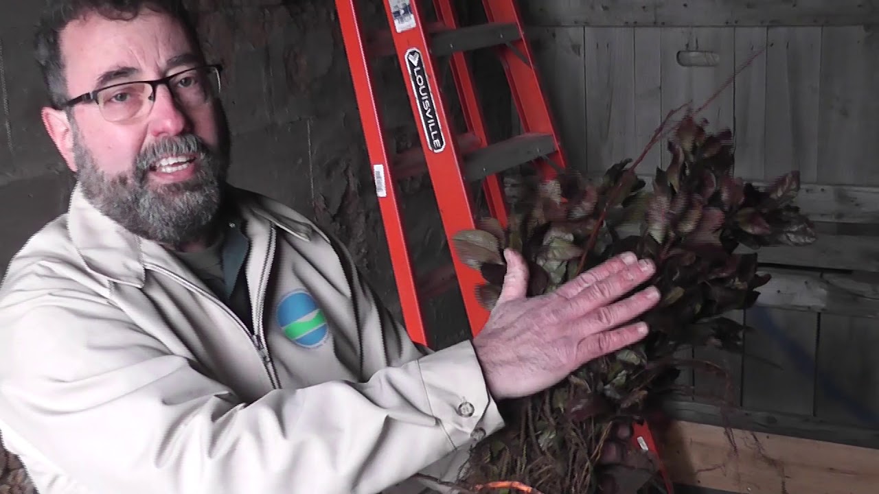 Saratoga Tree Nursery with New York DEC