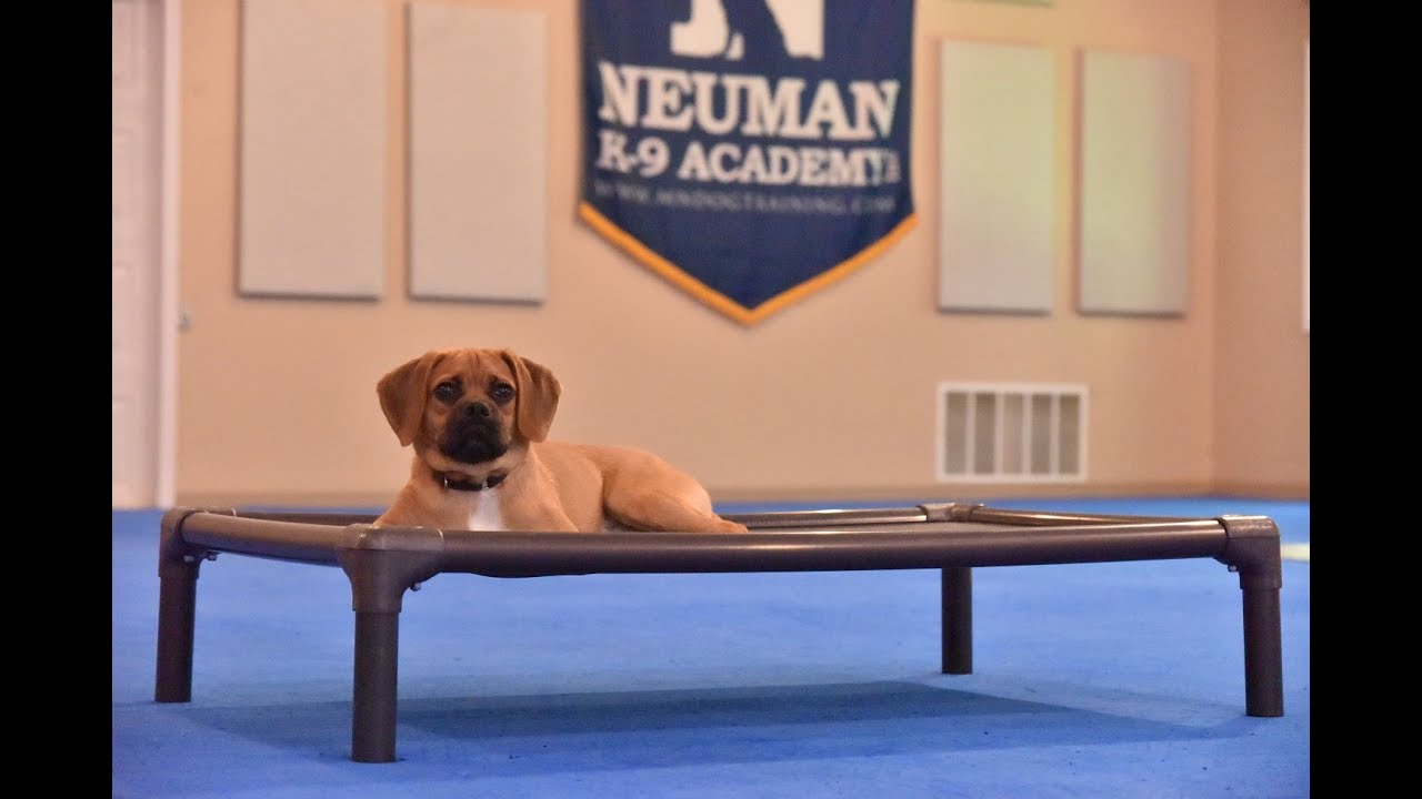 Gus (Puggle) Puppy Camp Dog Training Video Demonstration