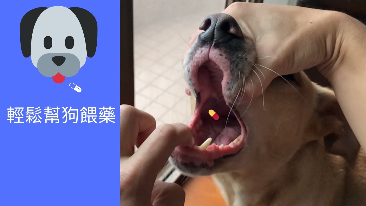 【寵物餵藥補習班】 輕鬆幫狗餵藥