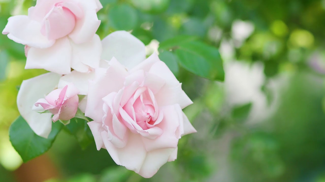 Kletterrose New Dawn hat einen Faible für den Herbst