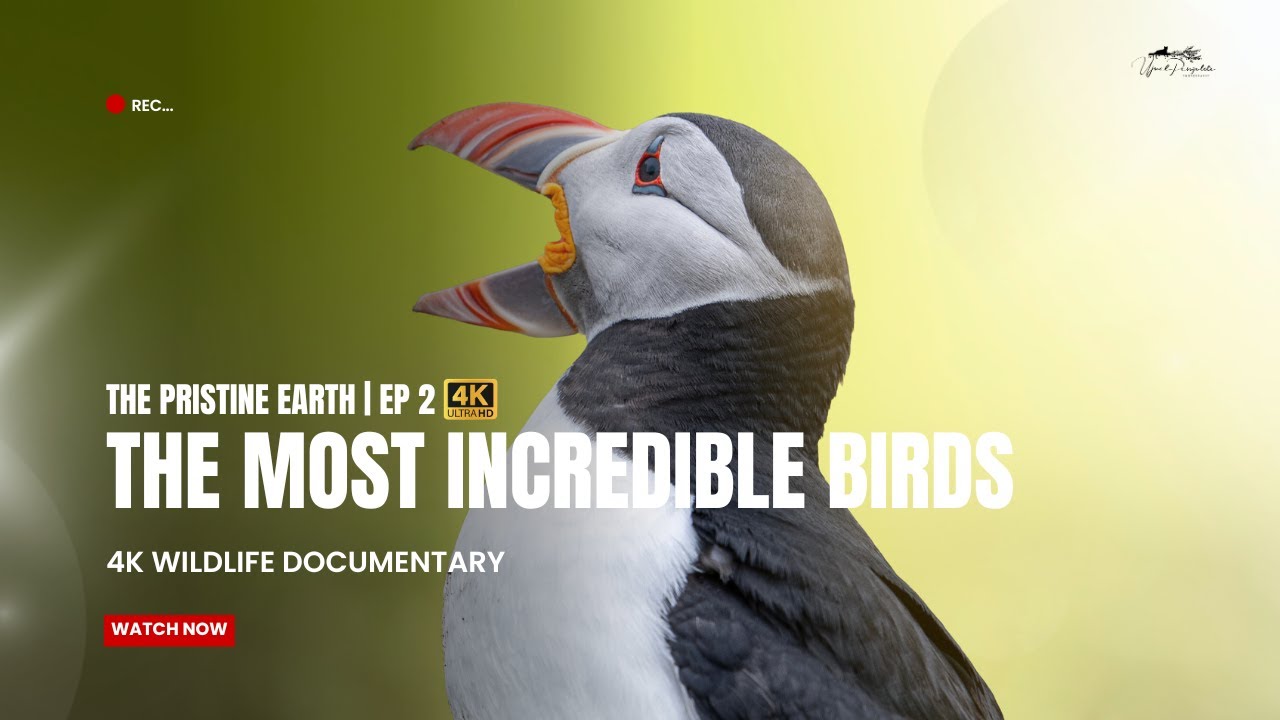 Pristine Earth | Episode 2: Incredible BIRDS (4K Wildlife Documentary) #wildlife #documentary