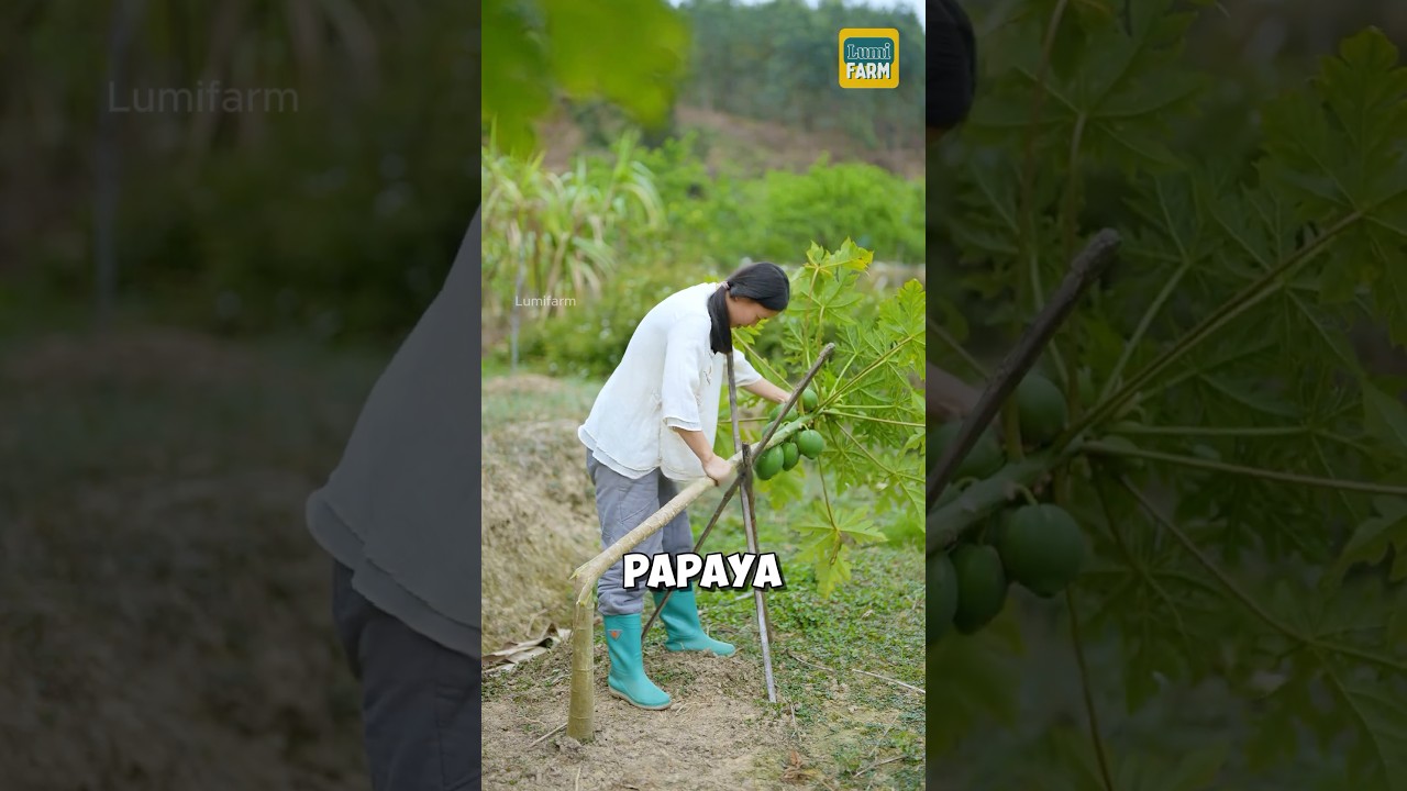 Why do Chinese people break papaya trees? #papaya #shorts