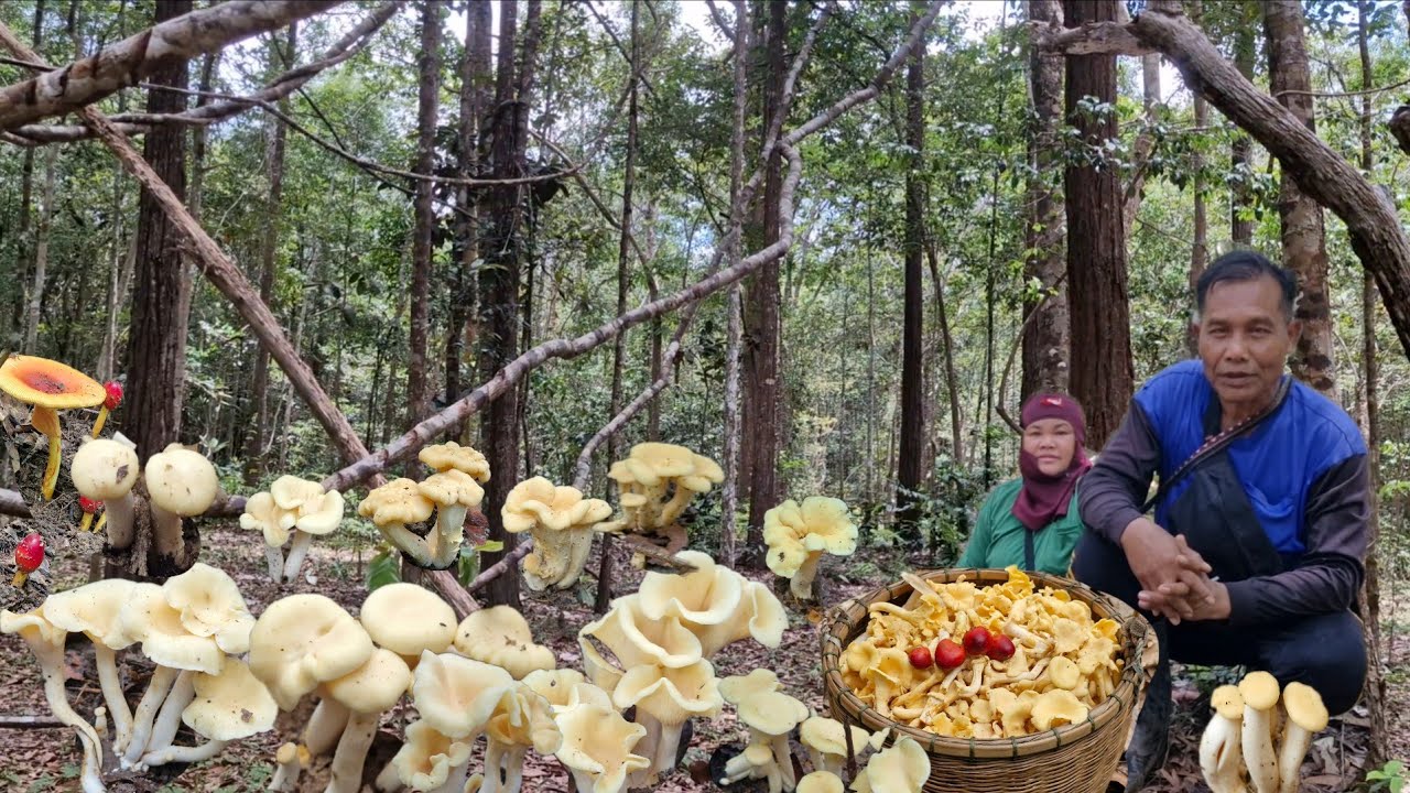 ขึ้นเขาเช้านี้ยังมีเห็ดมันปูดอกสวยๆดอกหลงเกิดเป็นกอๆเก็บหมายเดียวโซนเดียวยังหมานเป็นตะกร้า16/สค/68