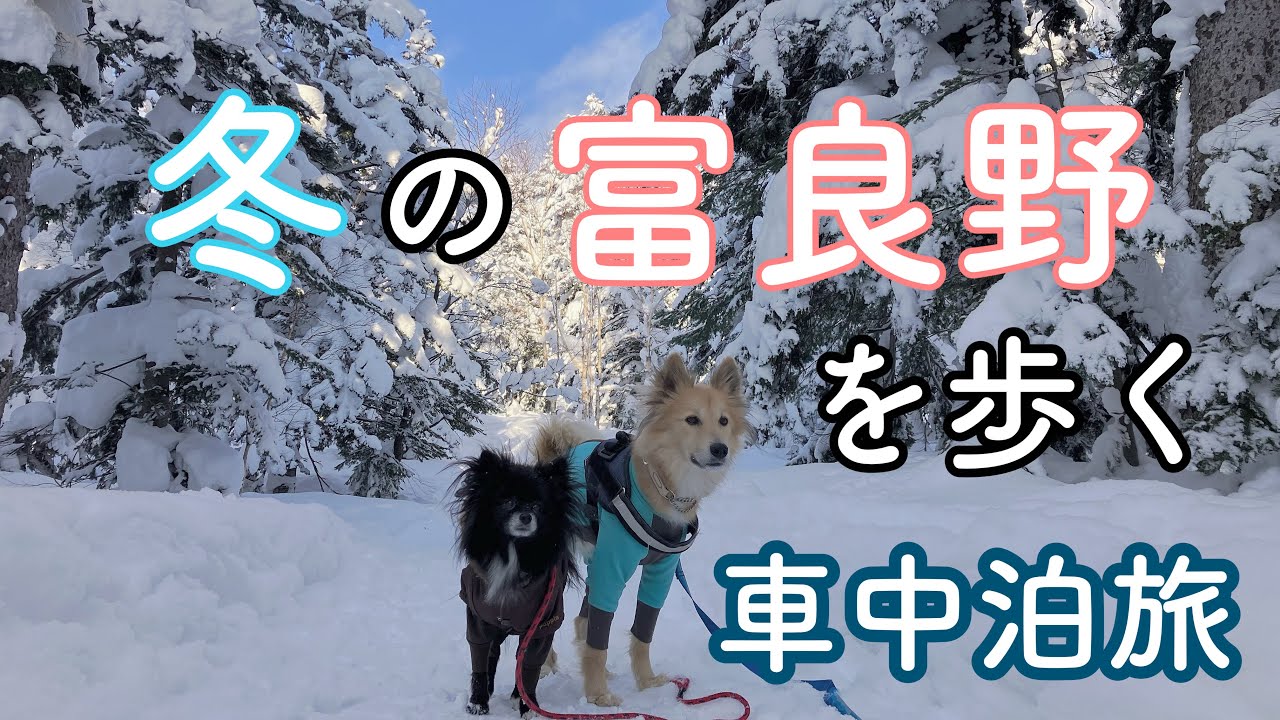 【冬の北海道、犬連れソロ車中泊旅】観光客のいない...冬の富良野を楽しむスノーシュー歩き～『流氷7泊8日キャンピングカー旅①』
