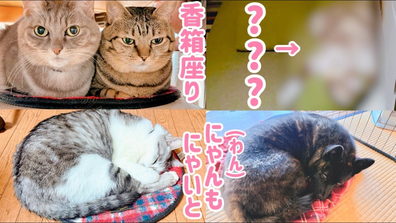 猫の寝方も色々あるけどこれは初めてw